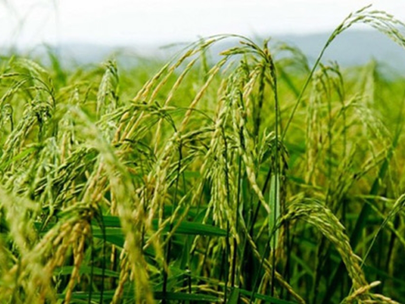 تولید دانش بنیان برنج، راهکاری برای کاهش هزینههای تولید در گیلان