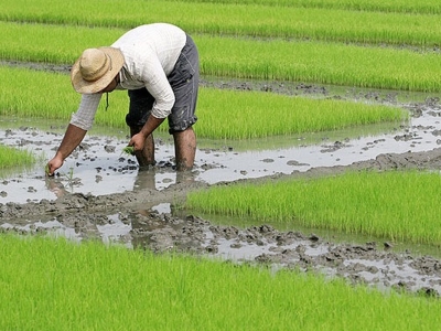 خطر از بیخ گوش شالیزارهای رشت گذشت