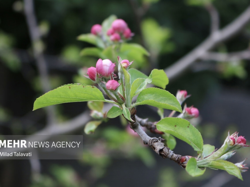 جلوه‌گری شکوفه‌های بهاری در گیلان
