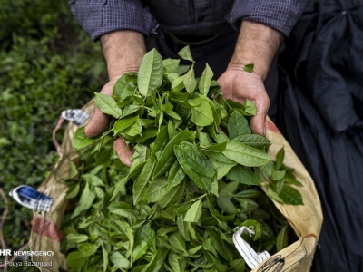 آغاز برداشت برگ سبز چای از باغات شمال کشور