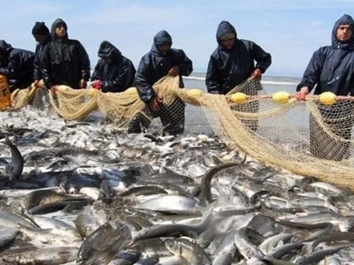 تکثیر موفق ماهی سفید پرورشی در محیط اسارت