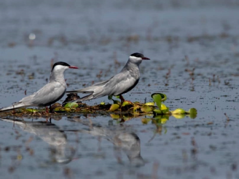 افزایش جوجه آوری پرندگان در تالاب‌های گیلان