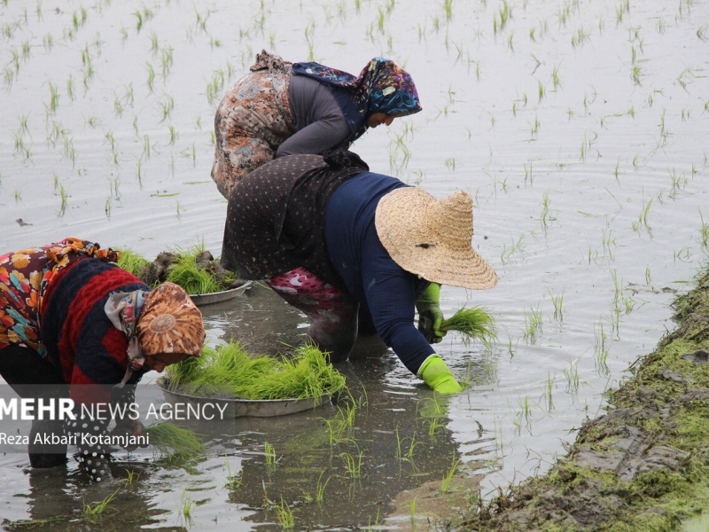 تاکید بر نشاء کاری اراضی شالیزاری در هنگام رهاسازی آب سفیدرود