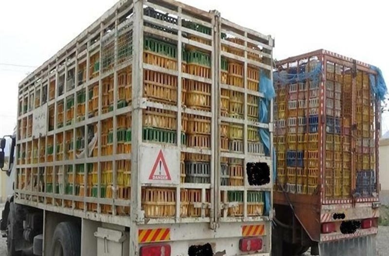 توقیف محموله مرغ‌های بدون مجوز حمل در رودبار