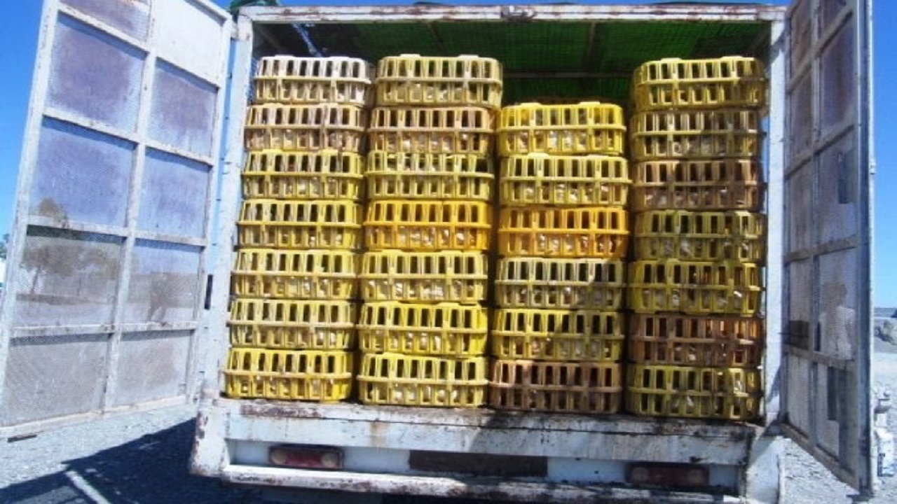 جلوگیری از خروج محموله مرغ بدون مجوز در رودبار