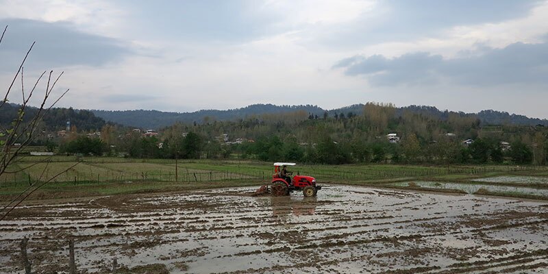 شخم اولیه نیمی از شالیزار‌های گیلان