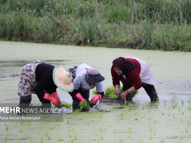 ضرورت استفاده از ظرفیت همه دستگاه ها در فصل زراعی
