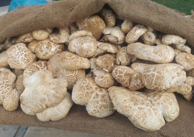 قارچ‌هایی که می‌‎توانند به قیمت جانمان تمام شوند