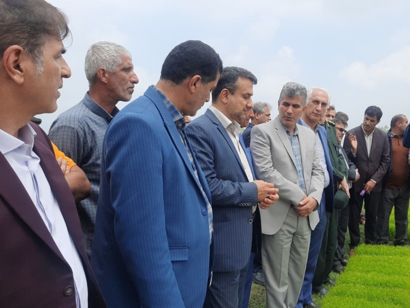 نشای کشت مکانیزه برنج در روستای ملک جهان شاندرمن