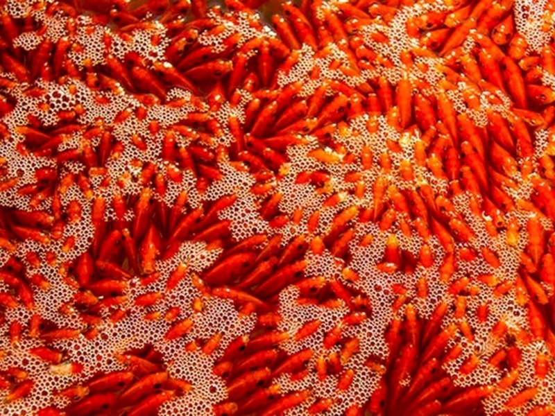 هشدار سازمان دامپزشکی؛ به هیچ عنوان ماهی قرمز‌ها را در طبیعت رها نکنید