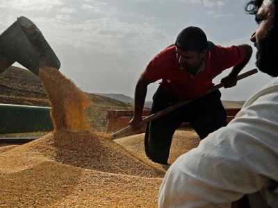 افزایش هزینه‌های تولید منجر به افزایش قیمت گندم شد