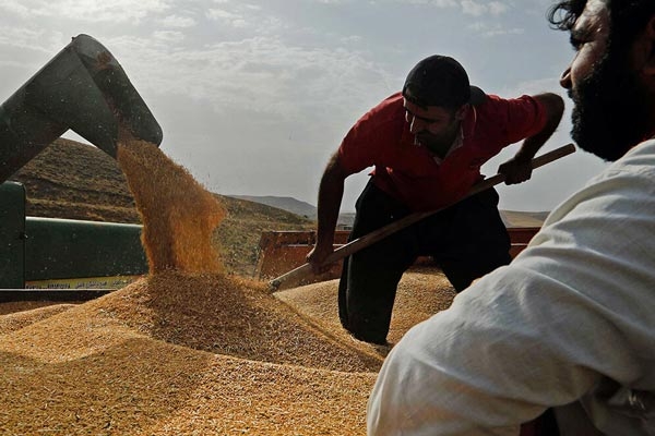 افزایش هزینه‌های تولید منجر به افزایش قیمت گندم شد