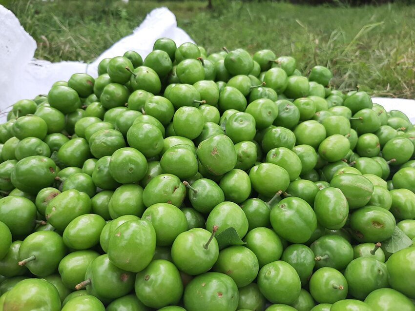 برداشت گوجه سبز در بخش سنگر رشت