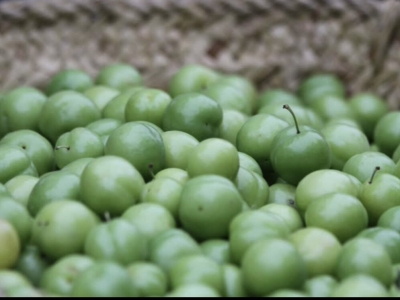 برگزاری جشنواره آلوچه در سنگر رشت