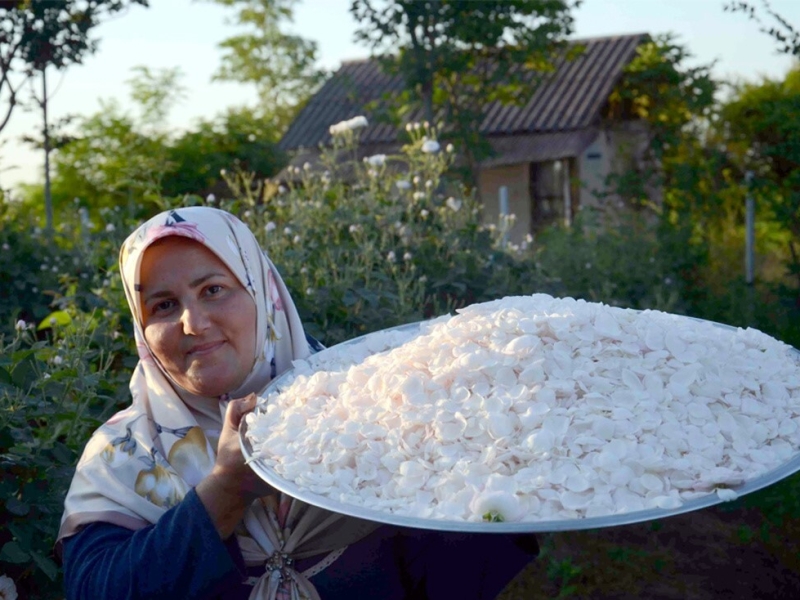 ثبت گلاب گیری گیلده شفت در فهرست میراث ناملموس کشور