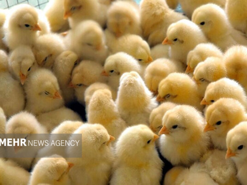 تولید حدود ۲۰ میلیون جوجه یک روزه در گیلان