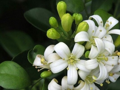 جشنواره بهار نارنج گیلان ثبت ملی شد