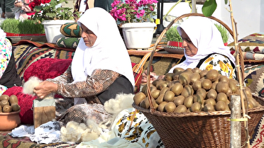 جشنواره‌ای با عطر شکوفه‌های کیوی در گیلان