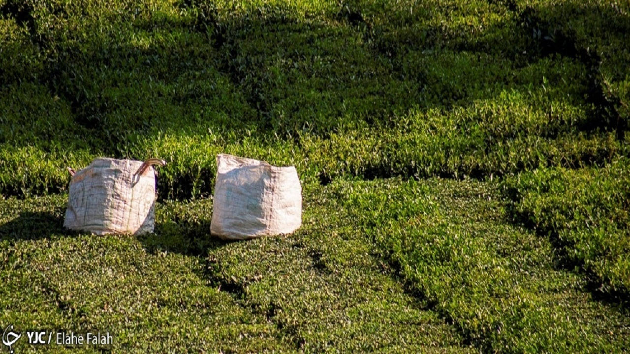 خرید حدود ۶۹۰ تن برگ سبز چای از چایکاران گیلانی