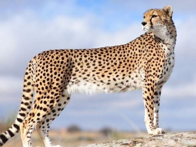 سکوت عجیب سازمان محیط زیست/ سه احتمال درباره سرنوشت بارداری «ایران»