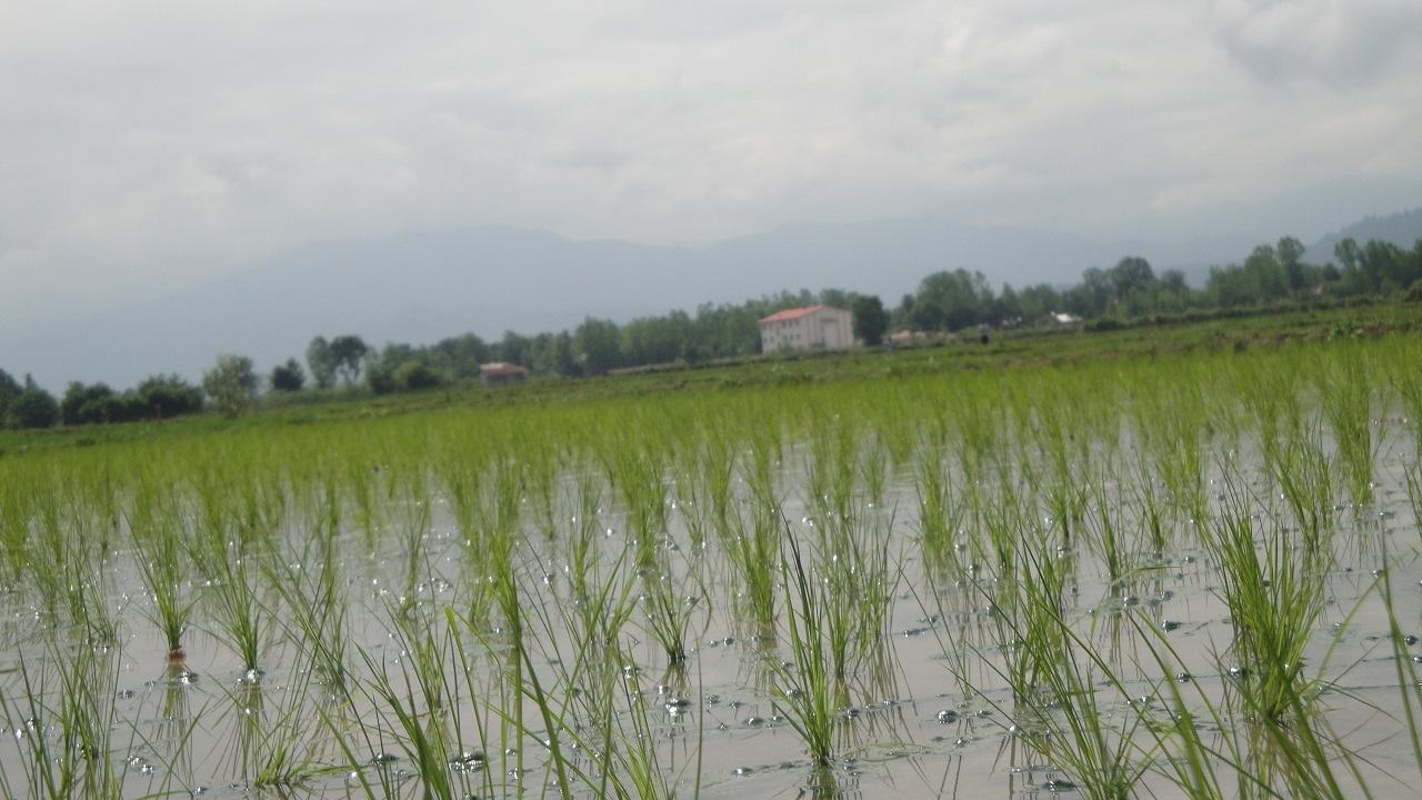 شالیزار‌های گیلان سبز و بیدار می‌شوند