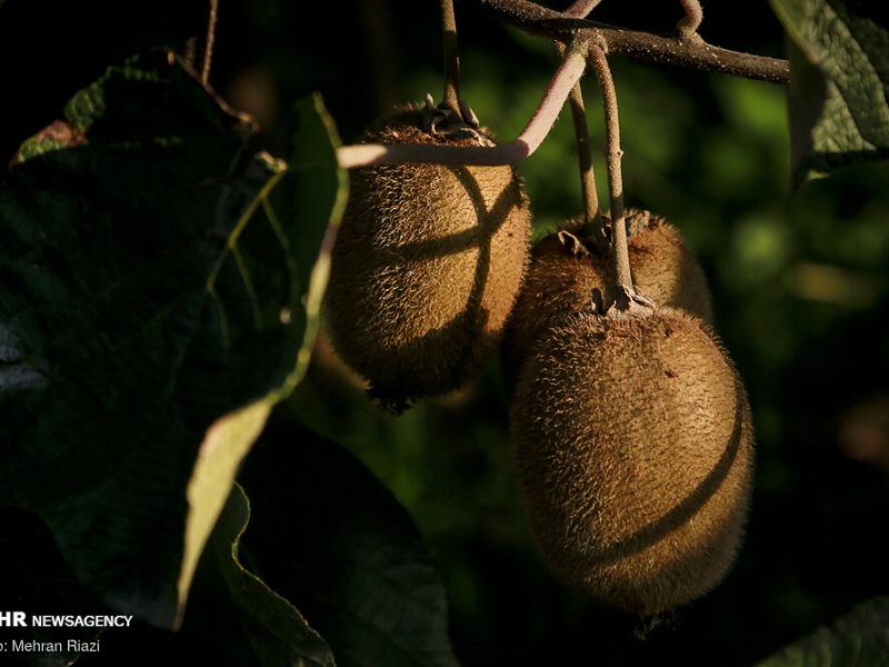 رونمایی از سه رقم جدید کیوی در دانشگاه گیلان