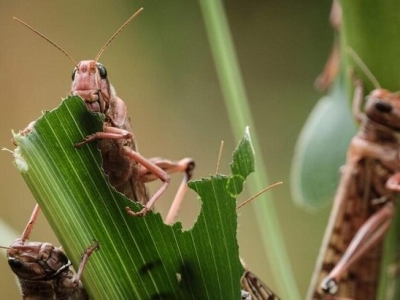 مبارزه با آفت ملخ مراکشی در ۲۶۴۶ هکتار از باغات رودبار