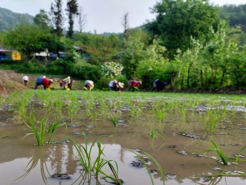 نشاء برنج در ۷۲ درصد از شالیزار‌های گیلان