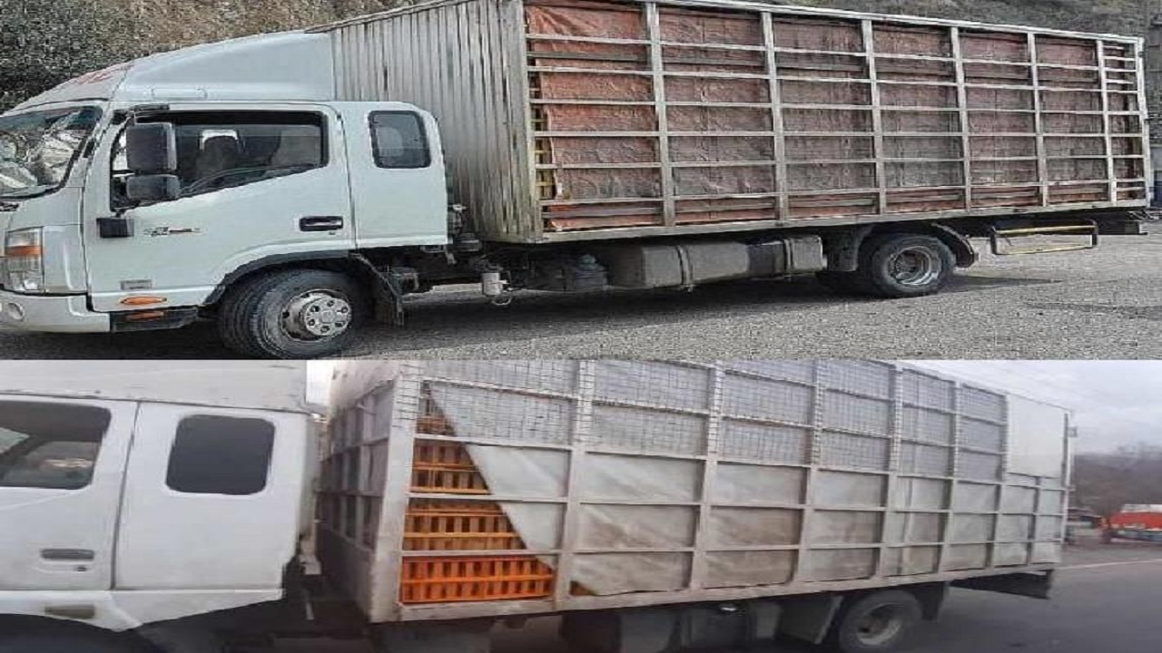 کشف ۷ تن مرغ بدون مجوز حمل و بهداشت در رستم‌آباد