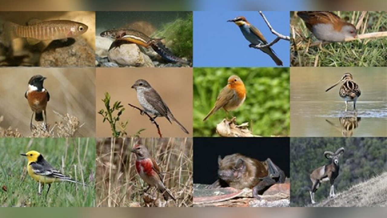 گیلان اکوسیستم‌های متنوع فراوان دارد