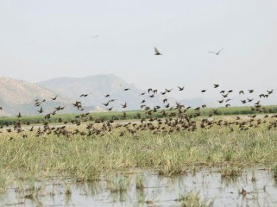 در حال حاضر موردی از بیماری آنفلوآنزای فوق حاد پرندگان در گیلان وجود ندارد