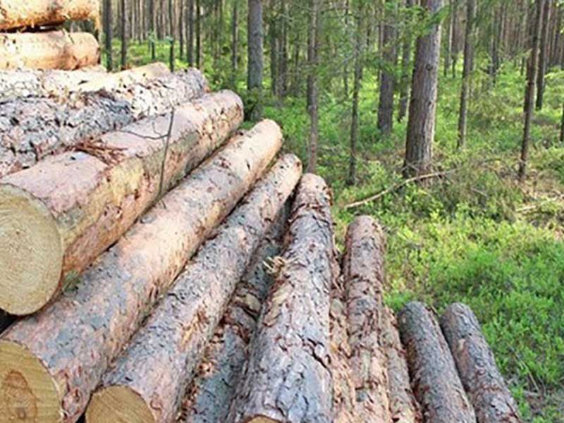 انهدام باندخانوادگی قاچاق چوب در تالش