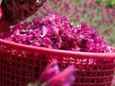 آغاز برداشت گل گاوزبان در رودسر ، قطب تولید این محصول در کشور