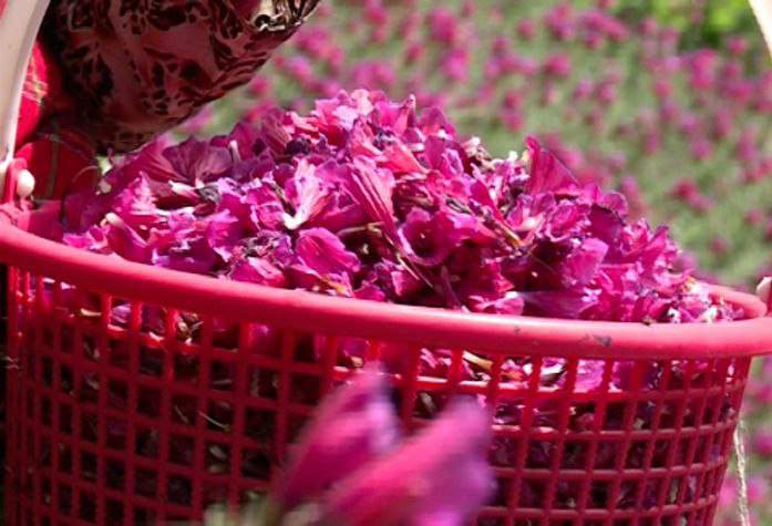 آغاز برداشت گل گاوزبان در رودسر ، قطب تولید این محصول در کشور