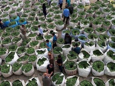 آغاز خرید تضمینی برگ‌های زمردین چای در گیلان