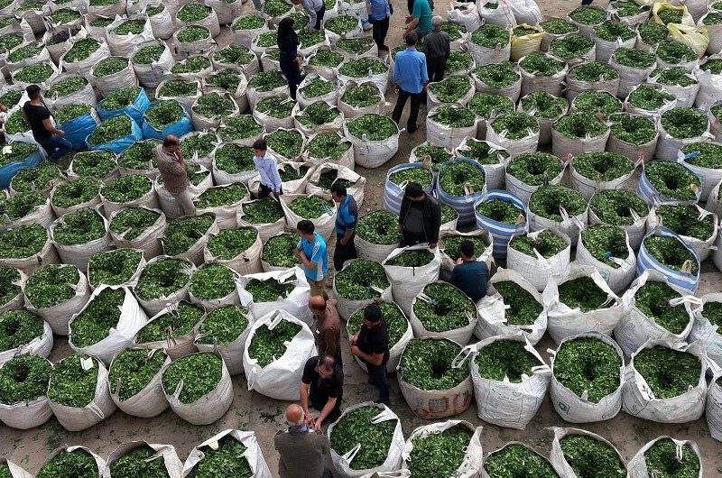 آغاز خرید تضمینی برگ‌های زمردین چای در گیلان
