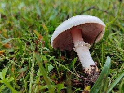 یک کشته و ۸۴ مسموم بر اثر مصرف قارچ