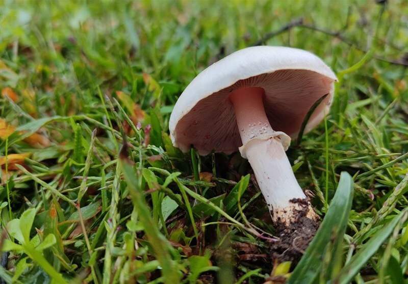 یک کشته و ۸۴ مسموم بر اثر مصرف قارچ