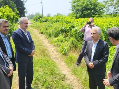 نیمی از پیله‌تر ابریشم مورد نیاز کشور در داخل تولید می‌شود