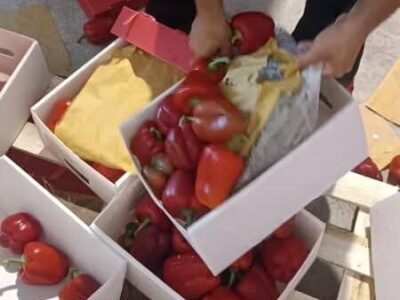کشف مواد مخدر از بار فلفل دلمه‌ای صادراتی