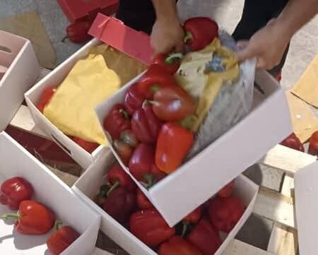 کشف مواد مخدر از بار فلفل دلمهای صادراتی