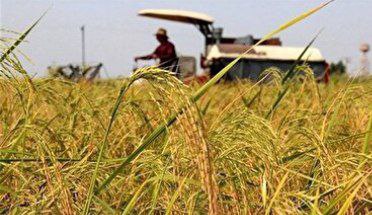 برداشت محصول ۷۷ درصد شالیزار‌های گیلان