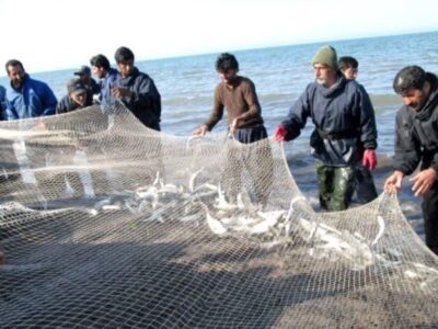 صید ۷۰ تن ماهی استخوانی در دریای خزر