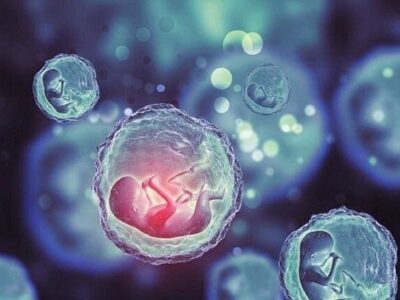 سلول‌های بنیادی؛ امید تازه زوج‌های نابارور