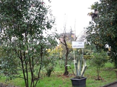 افتتاح باغ ‌موزه گیاه شناسی گیلان در لاهیجان