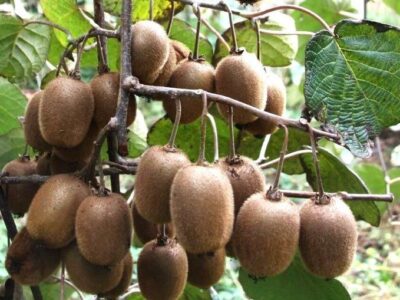 برداشت کیوی در گیلان با برداشت ۹۸ درصد محصول