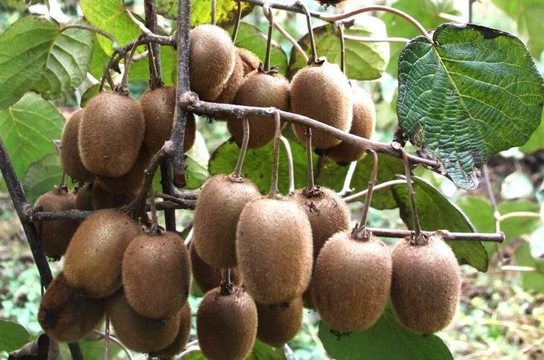 برداشت کیوی در گیلان با برداشت ۹۸ درصد محصول